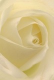 Step into the intimate heart of this cream-white rose, nestled as if within the folds of West Wickham's own gardens. The petals spiral outward with barely-there translucency, their texture light as morning mist. Subtle shadows weave through each ivory fold, giving a sense of depth and tranquility reminiscent of a peaceful morning stroll through Blake Recreation Ground. The rose radiates an aura of calm, chosen by local hands for its symbolism of reverence and new beginnings-a natural fit for conveying sympathy, admiration, or the hope of fresh starts within the West Wickham community. There's a gentle luminosity to the image, inviting you to imagine the soft, sweet fragrance and the skillful touch that selected this particular bloom for moments when words are not enough. Every intricate detail underscores the emotional artistry of local florists and the timeless beauty that classic roses bring to life's most poignant occasions.